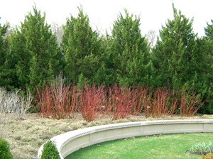arborvitae with red twigged dogwoods