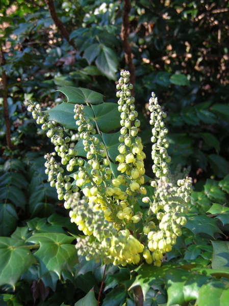 honeybees on winter sun mahonia