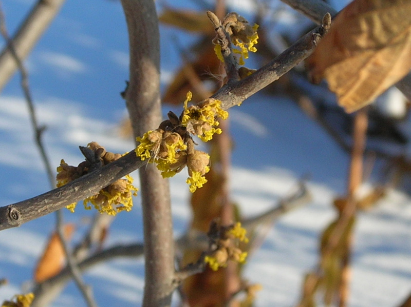 honeybees on winter sun mahonia