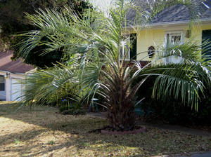 pindo palm in front yard