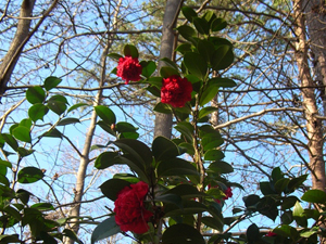 red camellia understory