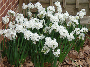 narcissus Galilee stand