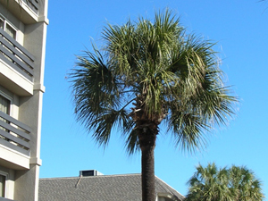 palmetto at holiday inn oceanfront