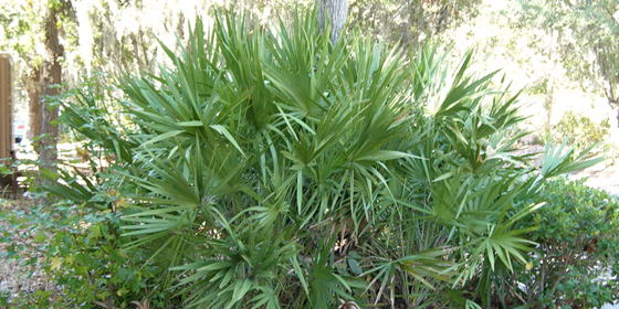 saw palmetto bush