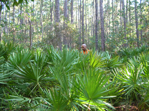 standing in saw palmetto understory