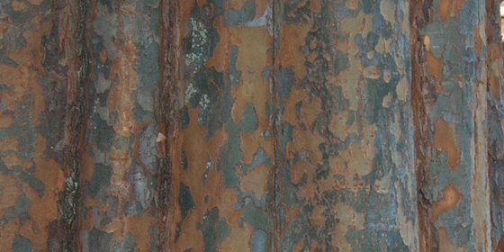 ulmus parvifolia bark