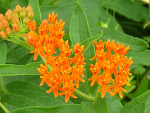 butterfly weed flowers 
