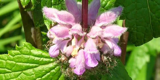 phlomis flower cluster