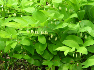 stand of solomon's seal