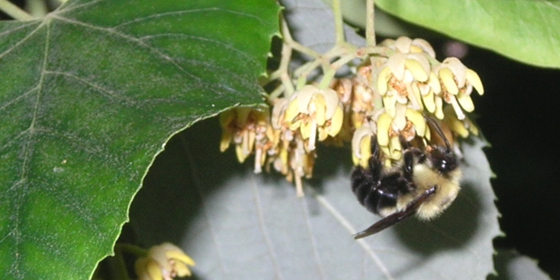 bumblebee on silver linden flowers