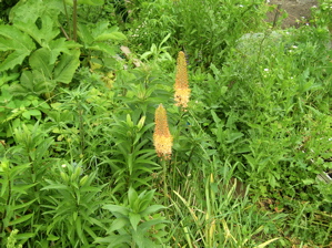 cleopatra foxtail lily