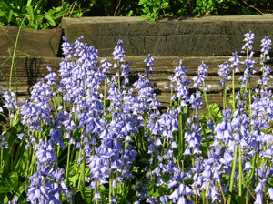 spanish bluebell stand