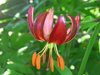 martagon flower