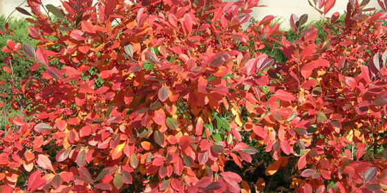 aronia fall color