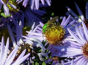 native green bee on raydons favorite aster