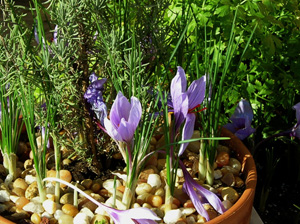 saffron n rosemary pot