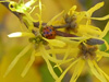 ladybug on witch hazel flower