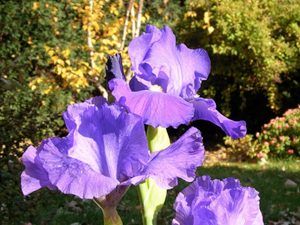 ruffled rebloomin iris