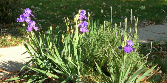 ruffled reblooming iris in evanston