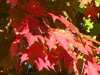 suagr maple leaves