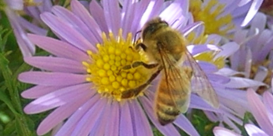 smooth aster with honeybee