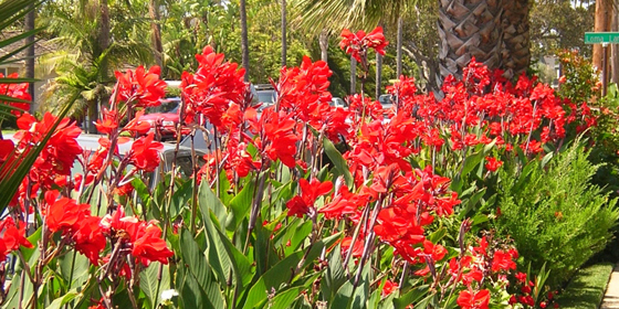 red canna in coronado parkway