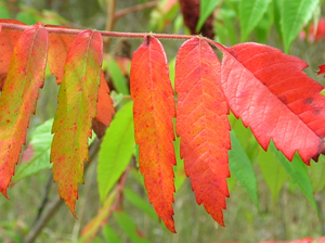 red smooth sumac leaf
