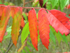 reddish sumac leaf 