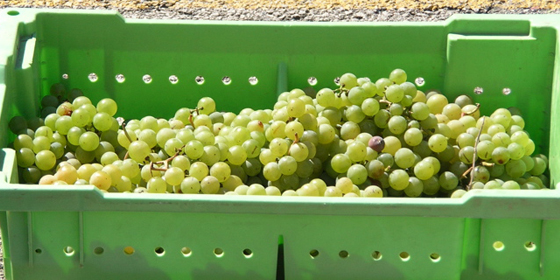 himrod grapes in crate