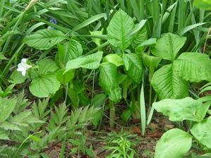 arisaema triphyllum planting