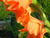 orange gladiola flower