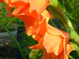 orange gladiola flowers close