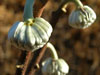 velvety buds of edgeworthia
