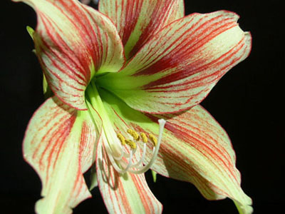 butterfly amaryllis
