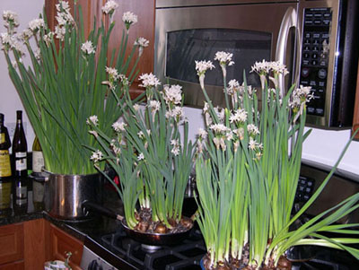 paperwhites in pots and pans on stove