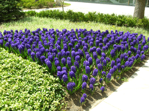 hyacinth bed