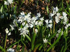 Striped Squill stand