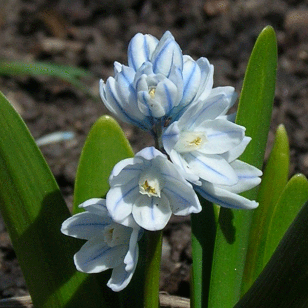 Striped Squill close up