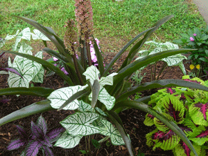 eucomis and caladium